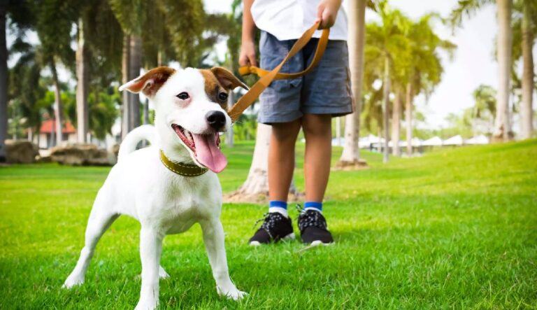 Cãominhada em Barueri vai unir lazer, adoção responsável e desfile de cães no Parque da Juventude